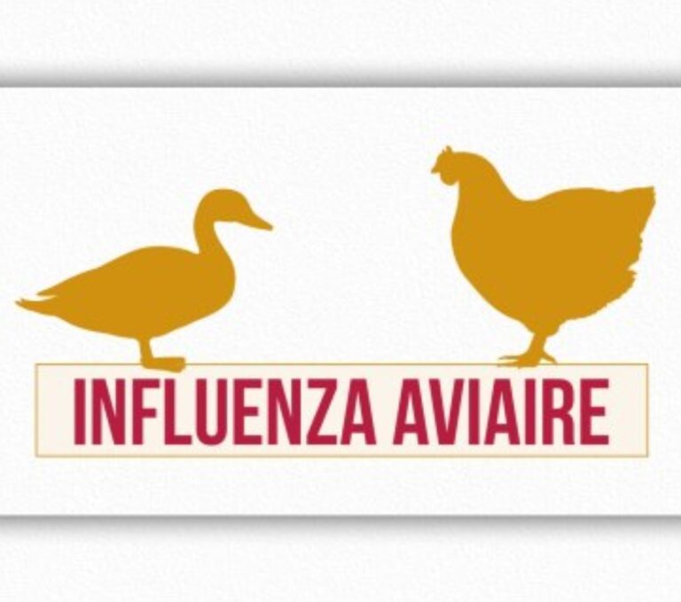 influenza-aviaire