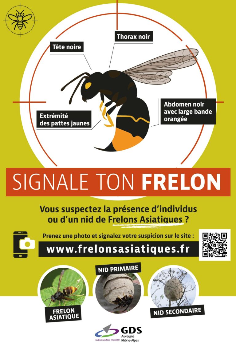 Flyers 148x210mm Frelon Asiatique 2023