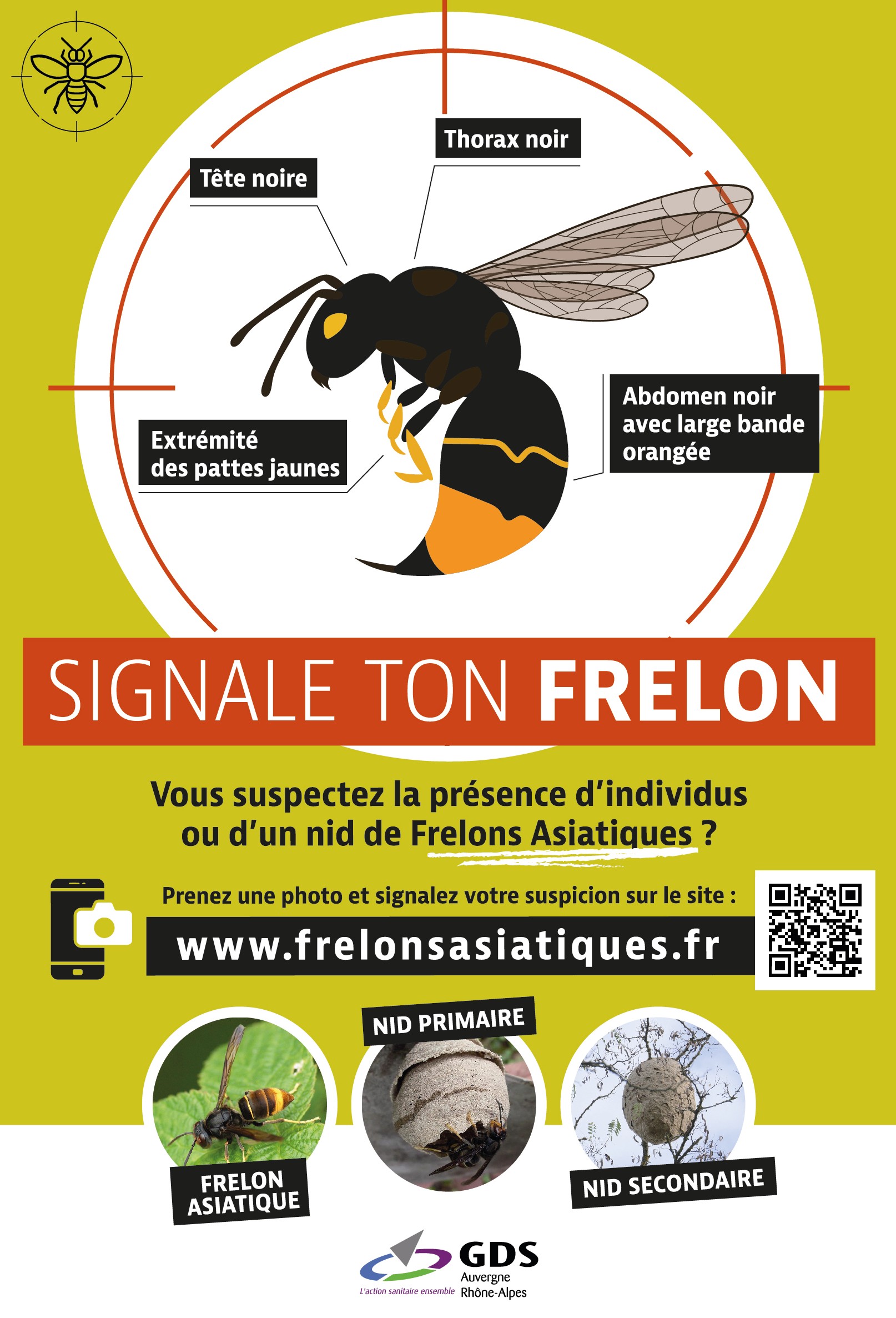 Flyers 148x210mm Frelon Asiatique 2023