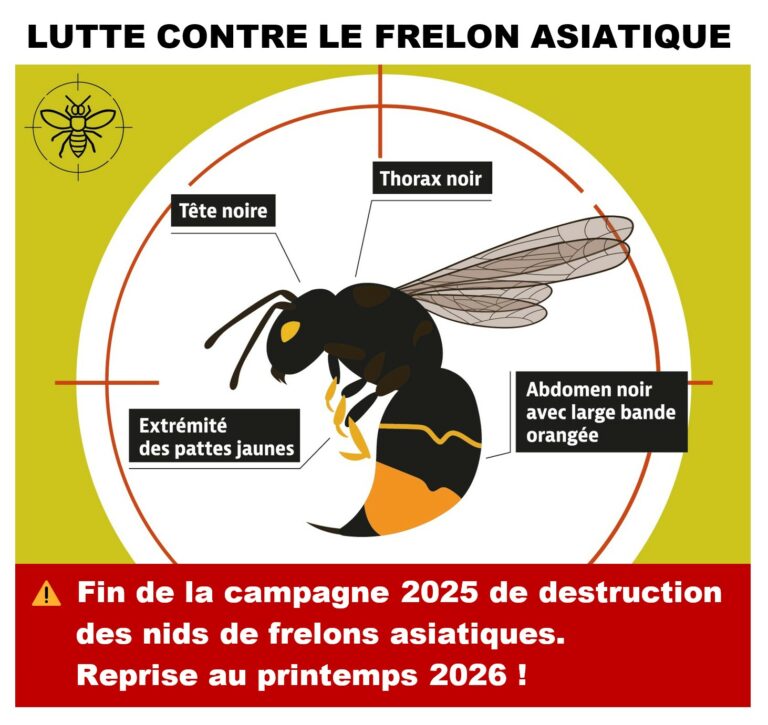 visuel 1 frelon